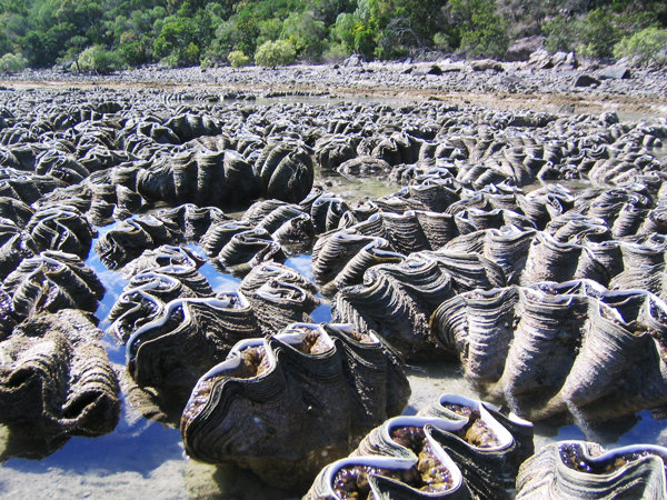 Tridacna da Orpheus Island, Queensland